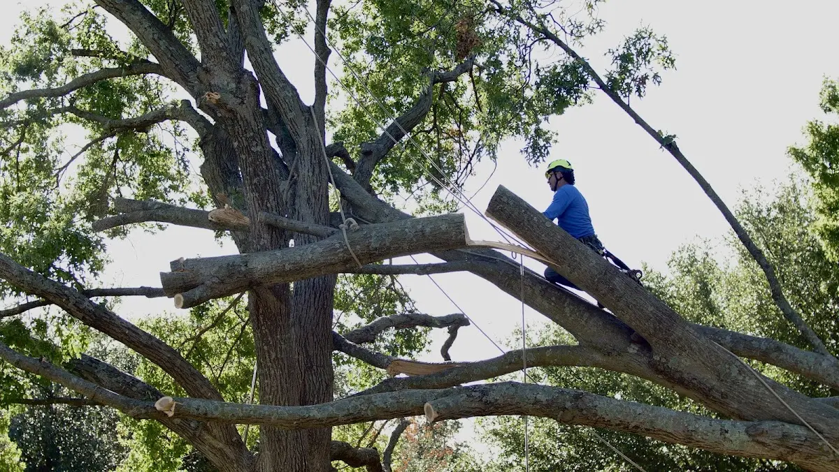 Professional Crown Thinning performed by certified arborists in Mentone